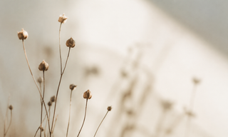 Soft-focus dried botanical stems in a warm neutral field, evoking natural linen texture and quiet elegance.