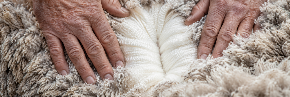 OUR WOOL